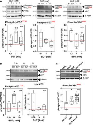 The short-chain fatty acid butyrate exerts a specific effect on VE-cadherin phosphorylation and alters the integrity of aortic endothelial cells